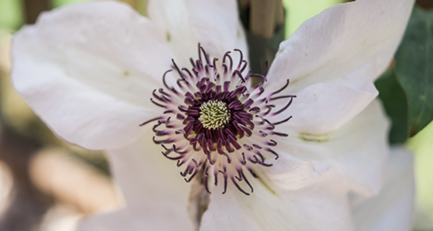 Clematis sind eine sehr schön blühende Pflanzengattung mit etwa 300 Arten aus der Familie der Hahnenfußgewächse (Ranunculaceae). Mit Hilfe eines Rankgitters können sie wunderbar als Sichtschutz agieren.