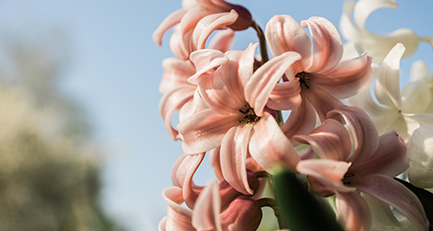Die zarten, mehrjährigen Pflanzen mit dem unvergleichlichen und unverwechselbaren Duft nach Frühling gehören zur Familie der Spargelgewächse (Asparagaceae).