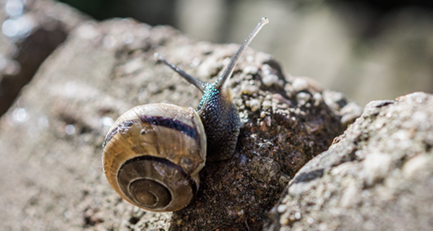Schnecken bilden eine von acht Tierklassen aus dem Stamm der Weichtiere (Mollusca).